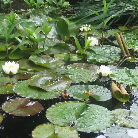 Emma Bed & Breakfast Gand