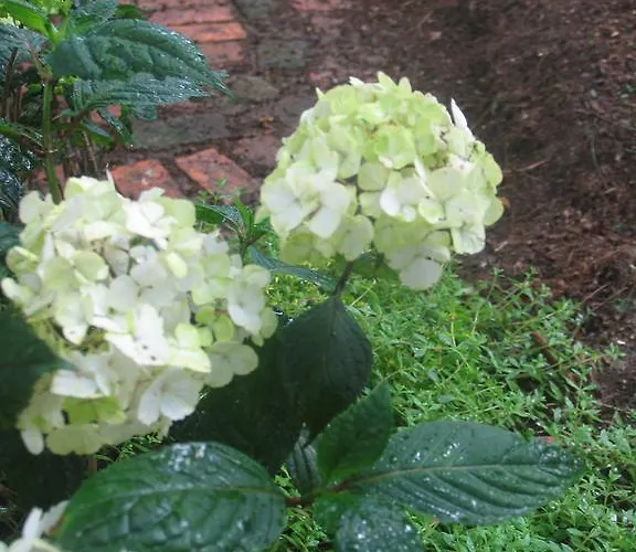 Bed & Breakfast Emma Ghent